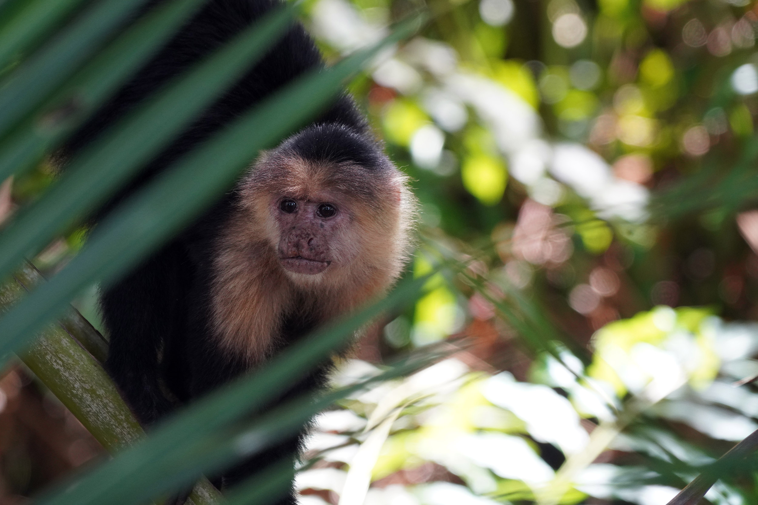 Costa Rica - Février 2025